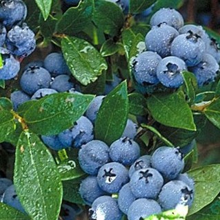 Голубика высокорослая Патриот